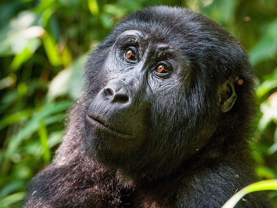 mountain-gorilla